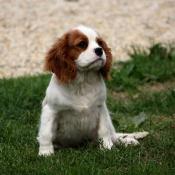 Magnifique chiot apparence cavalier king charles