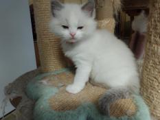 Chatons ragdoll loof