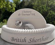 Chatons british shorthair