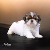 Magnifique chiots shih tzu dapparence