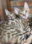 Chatons loof bengal