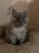 1 magnifique chaton maine coon loof