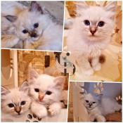 Chatons sacr de birmanie loof disponibles  l'adoption