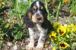 Tres beaux chiots apparence cocker anglais