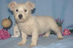 Tres beaux chiots apparence westie