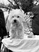 Superbe demoiselle westie