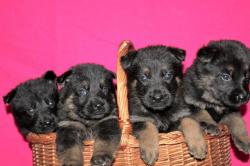 Superbes chiots bergers allemands inscrits au lof