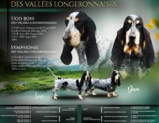 Chiots bassets bleu de gascogne , lof