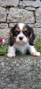 Chiots cavalier king charles lof