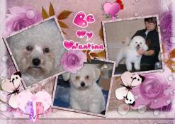 A rserver chiots  bichon fris inscrit lof