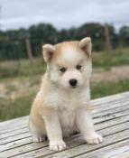 Magnifiques chiots apparence pomsky issus parents tests