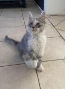 Magnifique, chaton, maine coon loof