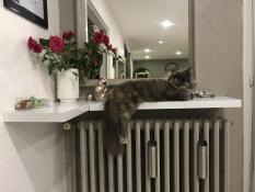 Adorable femelle maine coon pour compagnie