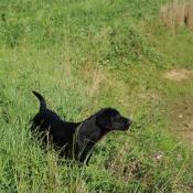 Chiots labrador