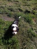 Chiot mle cavalier king charles disponible