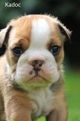 Chiots bulldog anglais exotiques pedigre fbkc