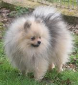 Pomeranian, spitz nain