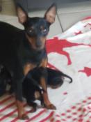 Magnifique chiots pinscher nain