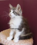 Chatons maine coon loof gros gabarit