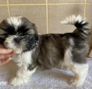 Superbes chiots shih tzu  rserver