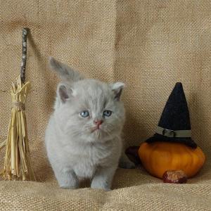 Chaton mle british shorthair