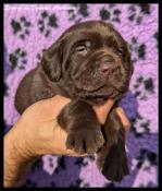 A rserver chiots labrador retriever lof. parents tests.