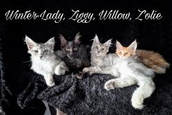 Chatons maine-coon loof disponibles