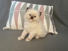 Chatons ragdoll loof