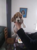 Chiots beagle l.o.f exelentes origines chasse beaut