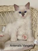 Magnifiques bbs ragdoll