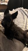 Adorable scottish terrier noir lof