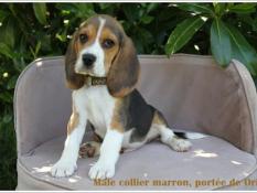 Superbe chiot beagle lof disponibles