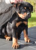 Chiots rottweiler lof a reserver