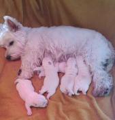 Chiots westie lof trs bon pdigre