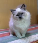 Les chatons de birmanie du grand baronnet