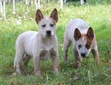 Australian cattle dog/ bouvier australien