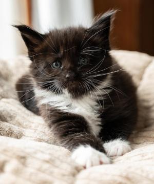 Chaton mle maine coon