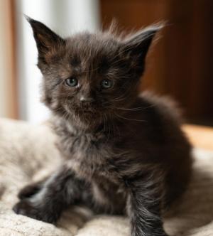 Chaton femelle maine coon