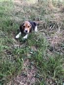 Adorables chiots d'apparence beagle  levs en famille