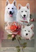 Chiots berger blanc suisse