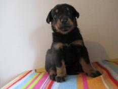 Bebes beaucerons lof gros gabarits lignee de champions