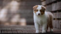 Chiots bergers australiens lof et testes