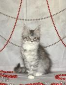 Chaton maine coon loof