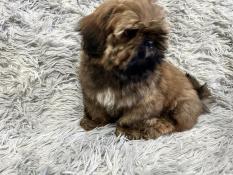 2 mles shih tzu lof disponibles