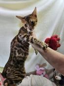 Chatons bengal loof