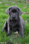 Chiots labrador charcoal