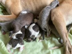 Disponible levrier whippet