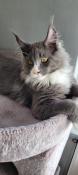 Chatons maine coon