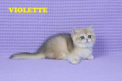 Chatons - british shorthair - golden - loof