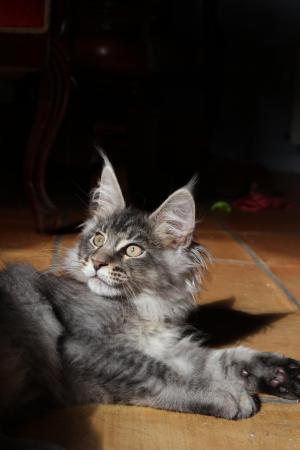 Chaton mle maine coon